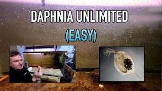 How I Raise Daphnia Water Fleas And You Can Too [upl. by Dorolice30]