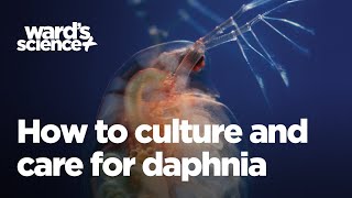 Caring and Culturing for Daphnia [upl. by Anilra707]