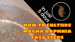 How to Culture Magna Daphnia Easily [upl. by Nolos]