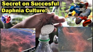 How to Culture Daphnia Successfully [upl. by Aitnahc258]