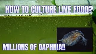 How to Culture Daphnia Secret Method to Breed MILLIONS  Simply Aquatic [upl. by Megan]