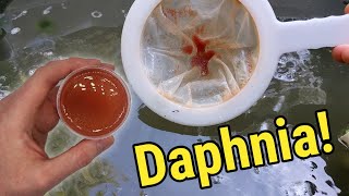 How I Culture Daphnia In Outdoor Tubs [upl. by Halverson]