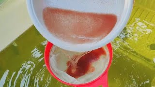 How to culture daphnia  Daphnia culture  How to grow daphnia outdoor [upl. by Eustis]