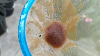 How to culture daphnia moina in a small container Part 1 English Subtitle [upl. by Yehudit921]