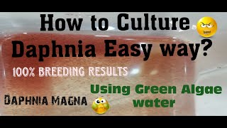 Daphnia MagnaHow to Culture Daphnia Easy wayCulturing Daphnia using Green water Daphnia [upl. by Zirkle]