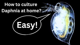 BEST Live Fish Food Beginner guide How to Culture Daphnia at home [upl. by Nohs]