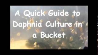 How to culture daphnia outside [upl. by Anoirb]