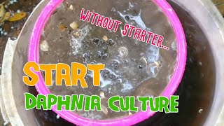 How to culture daphnia moina the easy way 1  Starting the Daphnia culture [upl. by Jaye]