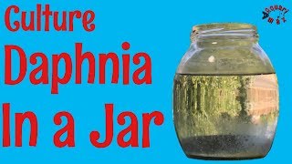 How to Culture Daphnia in a Jar [upl. by Leonardi]