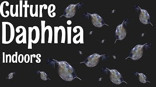 How to Culture Daphnia [upl. by Orsino]