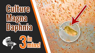 How to culture DAPHNIA MAGNA  The easy way [upl. by Teragram]