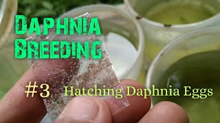 Daphnia Culture made simple and easy 3  Hatching Daphnia eggs [upl. by Odnamla]