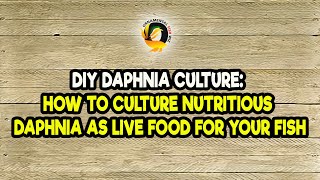 DIY Daphnia Culture How to Culture Nutritious Daphnia as Live Food for Your Fish [upl. by Brendan735]