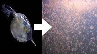 How I Culture Daphnia [upl. by Anailli585]