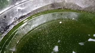 DAPHNIA MOINA CULTURE IN A SMALL BUCKET [upl. by Evod754]