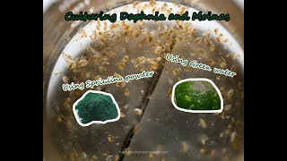 How To Culture Daphnia and Moinas using Green Water Spirulina powder [upl. by Fritzsche]