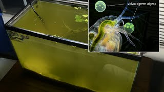 Raising Daphnia for the Freshwater Aquarium [upl. by Nassir]