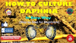 HOW TO CULTURE DAPHNIA In Easy Way [upl. by Marolda]